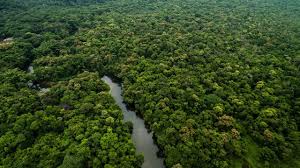 Forêt Tropicale